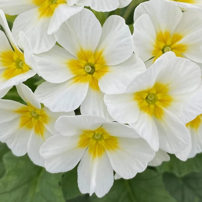 Primula 'OakLeaf White'
