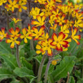 Primula 'OakLeaf Yellow Picotee'
