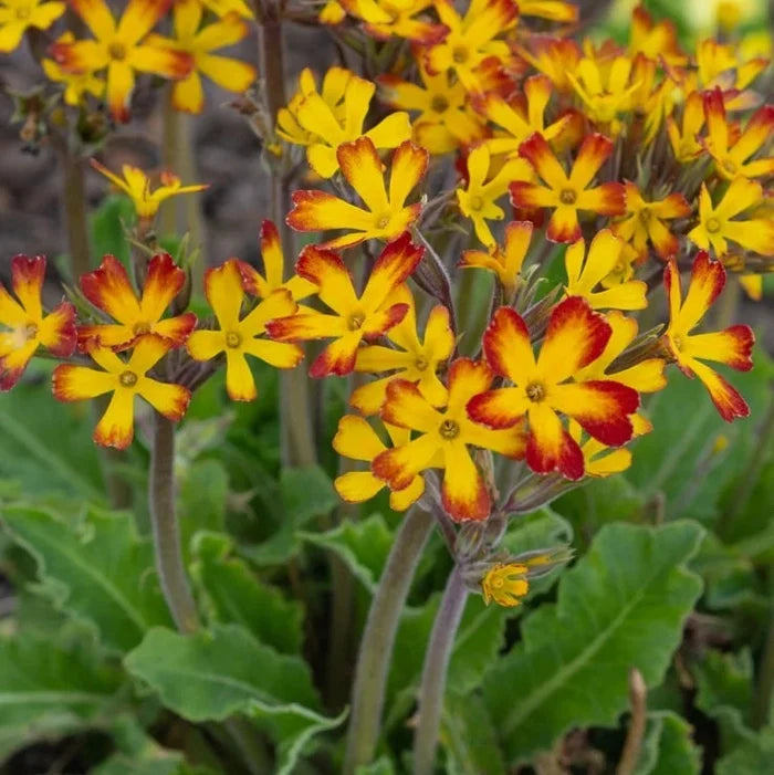 Primula 'OakLeaf Yellow Picotee'