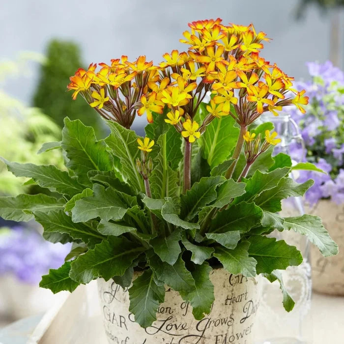 Primula 'OakLeaf Yellow Picotee'