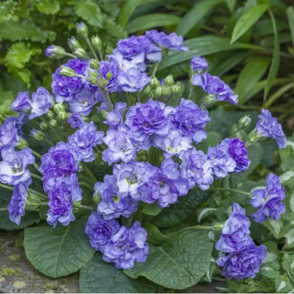 Primula × polyantha 'Crystal Fountain'