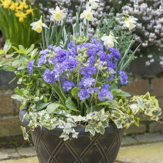 Primula × polyantha 'Crystal Fountain'