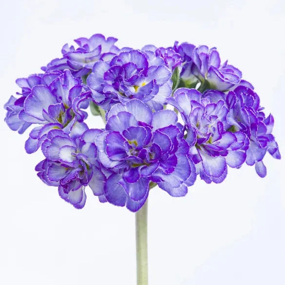 Primula × polyantha 'Crystal Fountain'