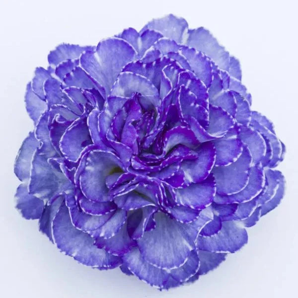 Primula × polyantha 'Crystal Fountain'