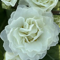 Primula × polyantha 'Frosty White'