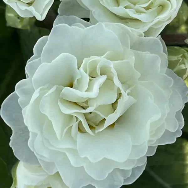 Primula × polyantha 'Frosty White'