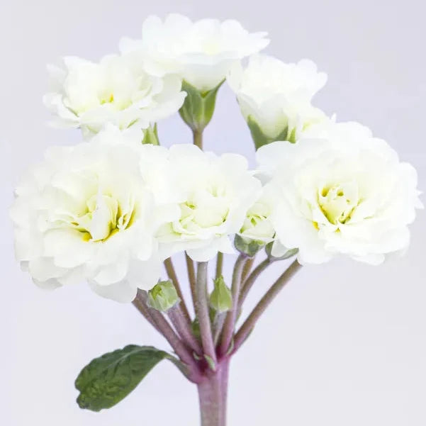 Primula × polyantha 'Frosty White'
