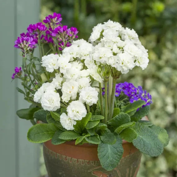 Primula × polyantha 'Frosty White'