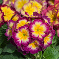 A bed of Primula × polyantha 'Showstopper Calypso' in bloom