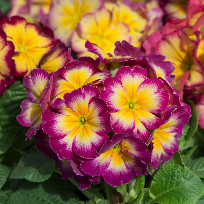A bed of Primula × polyantha 'Showstopper Calypso' in bloom