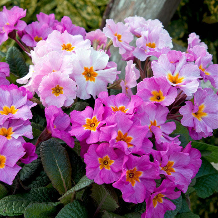 Primula × polyantha 'Stella Pink Champagne' by a branch