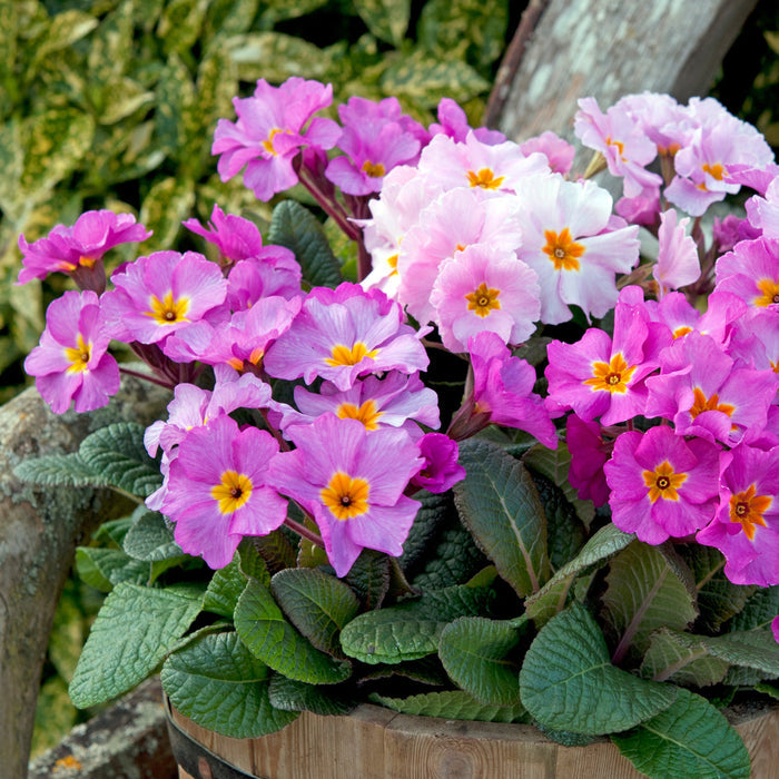 Primula × polyantha 'Stella Pink Champagne' in a hanging basket by a bush and branch