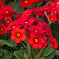 A cluster of Primula × polyantha 'Stella Scarlet Pimpernel' in bloom