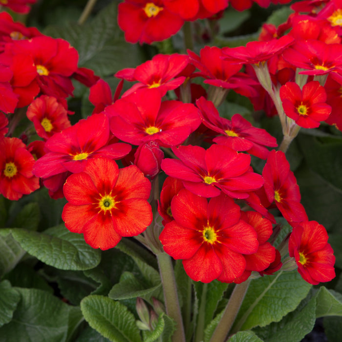 A cluster of Primula × polyantha 'Stella Scarlet Pimpernel' in bloom