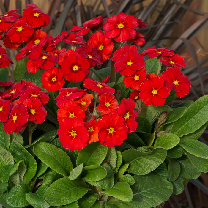 Primula × polyantha 'Stella Scarlet Pimpernel' clumps