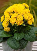 Primula × polyantha 'Sunny Yellow'