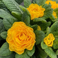 Primula 'Spring Sun' (Belarina Series)