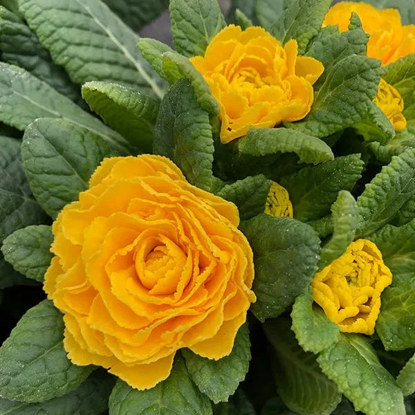 Primula 'Spring Sun' (Belarina Series)
