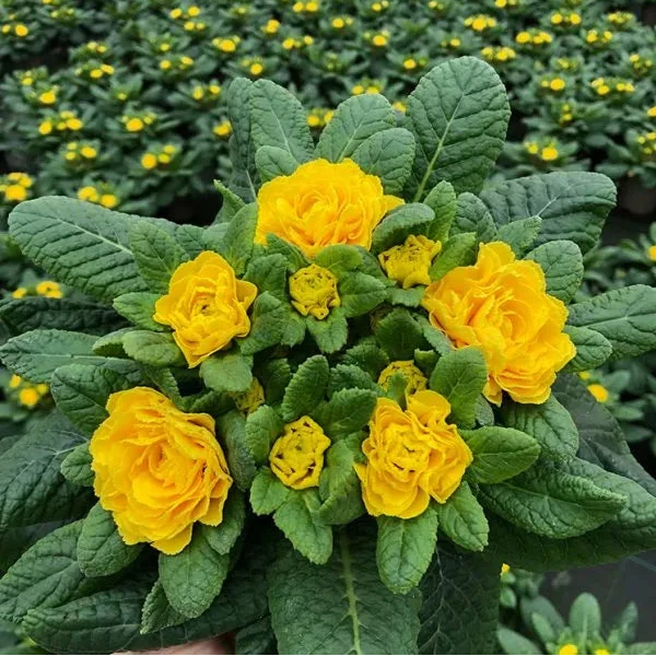 Primula 'Spring Sun' (Belarina Series)