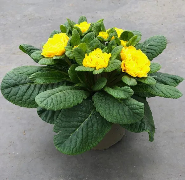 Primula 'Spring Sun' (Belarina Series)