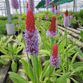 Buy Primula vialii (Vial's Primrose) online UK
