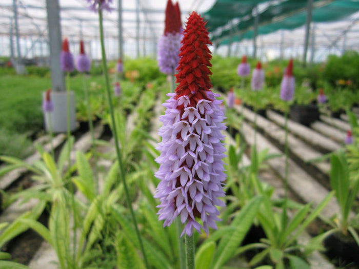 Buy Primula vialii (Vial's Primrose) online UK