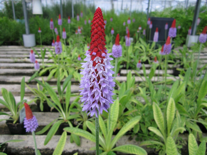 Buy Primula vialii (Vial's Primrose) online UK