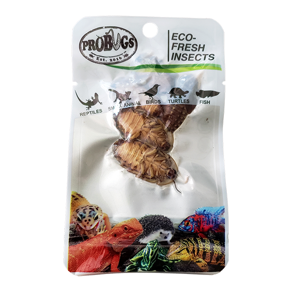 Buy ProBugs Eco Fresh Dubia Cockroach 5pcs - 10 Packs online UK