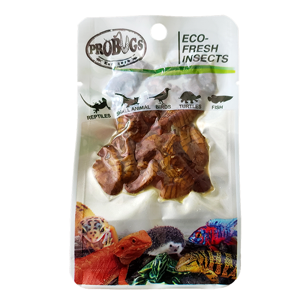 Buy ProBugs Eco Fresh Silkworm pupae 15g - 10 Packs online UK