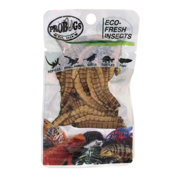 Buy ProBugs Eco Fresh Superworm 20g - 10 Packs online UK
