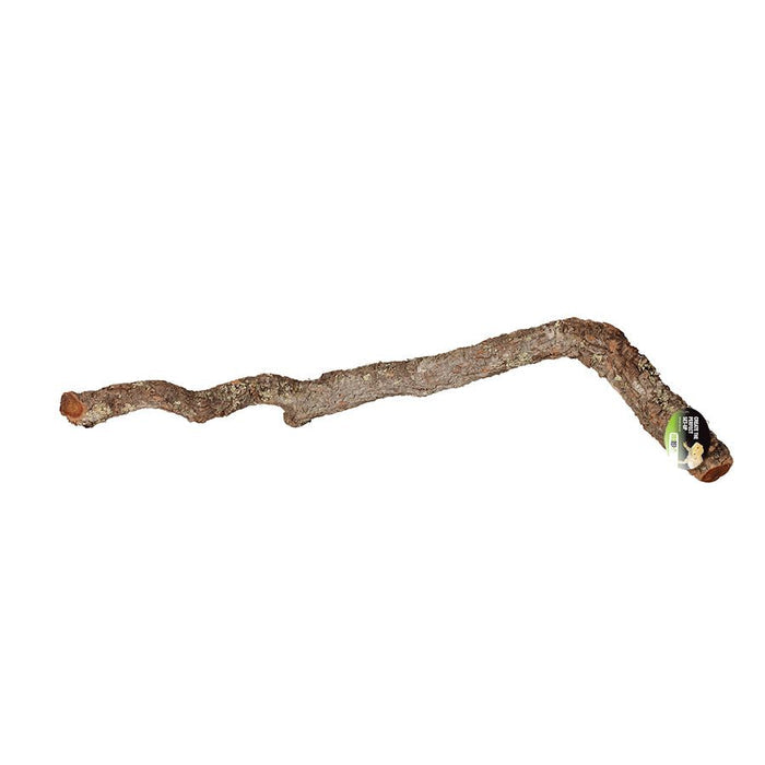 Buy ProRep Cork Oak Branch online UK