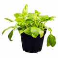Buy Prunella vulgaris (Self-heal) online UK