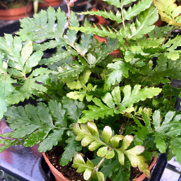 Buy Pteris sp. (Brake Fern) online UK