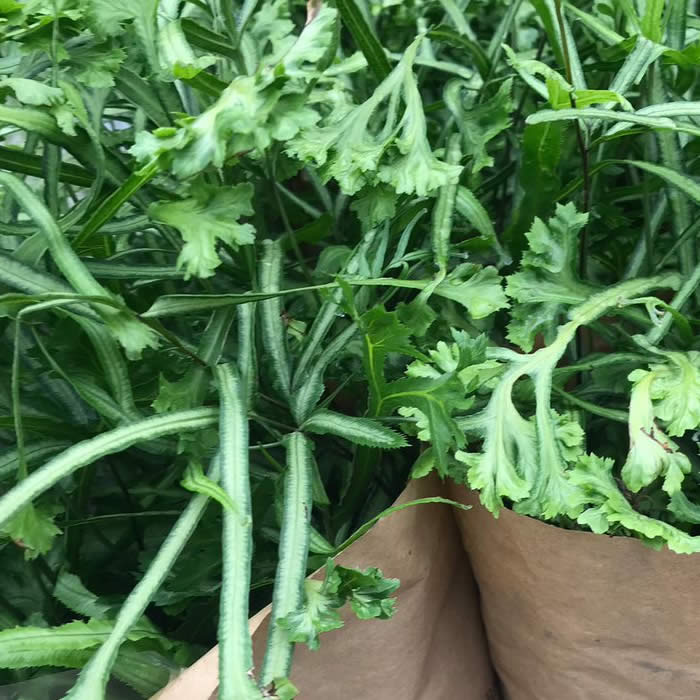 Buy Pteris sp. (Brake Fern) online UK