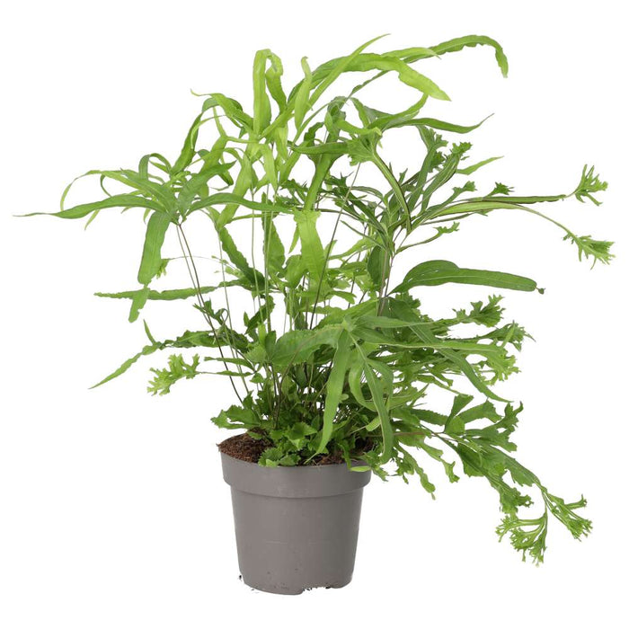 Buy Pteris sp. (Brake Fern) online UK