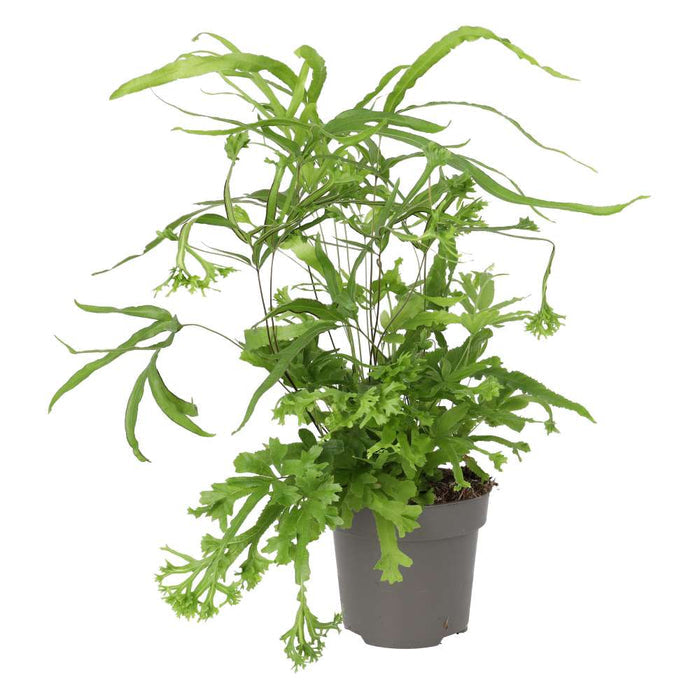 Buy Pteris sp. (Brake Fern) online UK