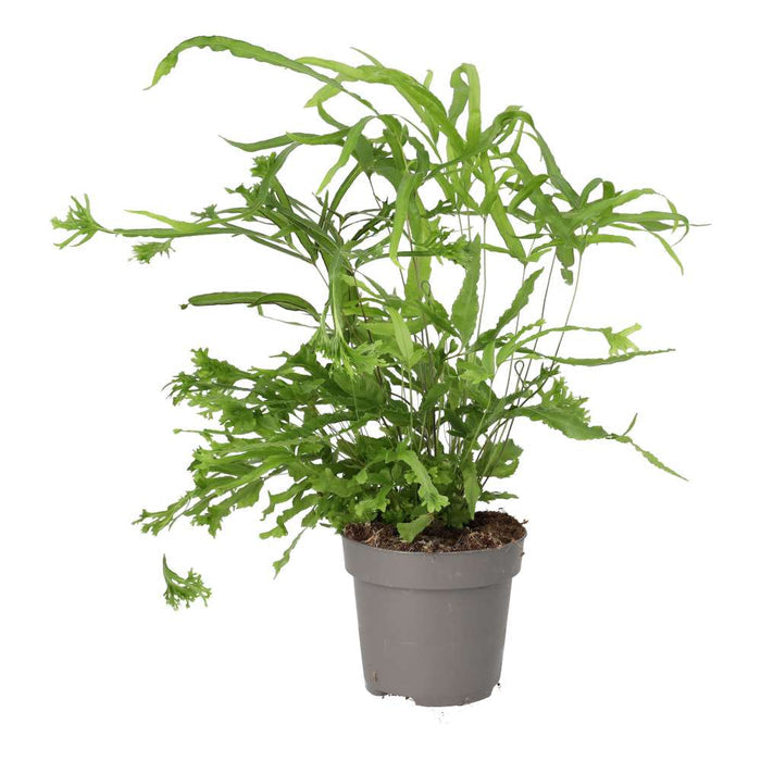Buy Pteris sp. (Brake Fern) online UK