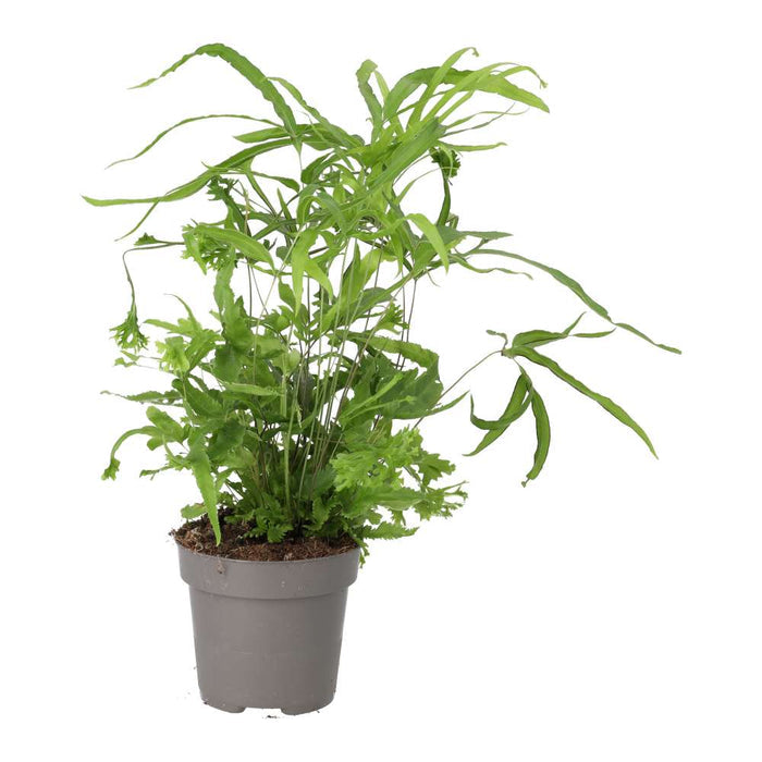Buy Pteris sp. (Brake Fern) online UK