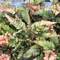 Buy Pteris tricolor (Painted Brake Fern) online UK