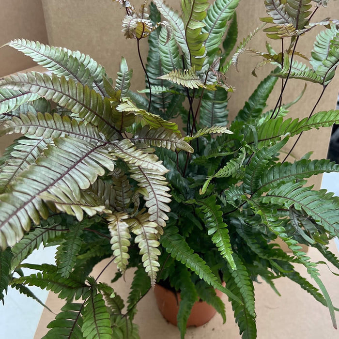Buy Pteris tricolor (Painted Brake Fern) online UK