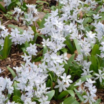 Buy Puschkinia scilloides var. libanotica 'Alba' Bulbs online UK