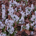 Buy Puschkinia scilloides var. libanotica (Lebanon Striped Squill) Bulbs online UK
