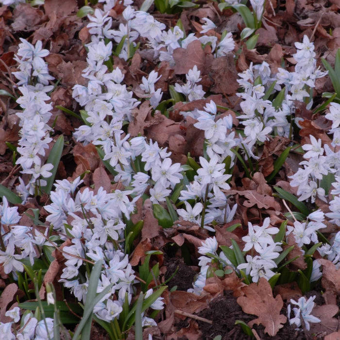 Buy Puschkinia scilloides var. libanotica (Lebanon Striped Squill) Bulbs online UK