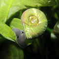 Buy Ramshorn snails (Planorbis corneus) - Pack of 5 online UK