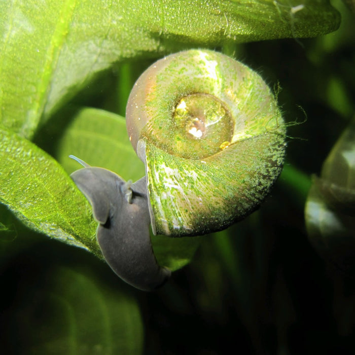 Buy Ramshorn snails (Planorbis corneus) - Pack of 5 online UK