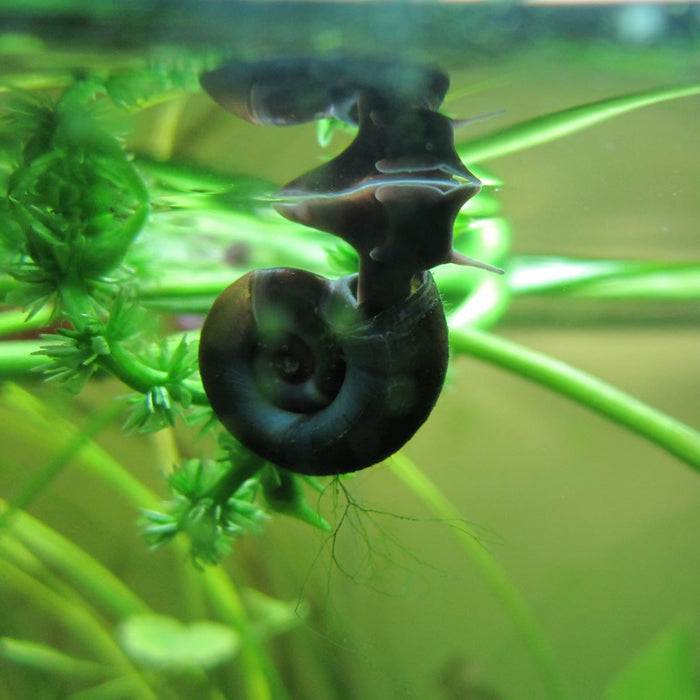 Buy Ramshorn snails (Planorbis corneus) - Pack of 5 online UK
