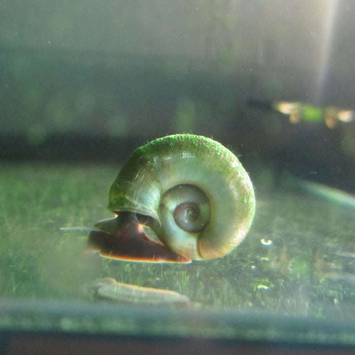 Buy Ramshorn snails (Planorbis corneus) - Pack of 5 online UK
