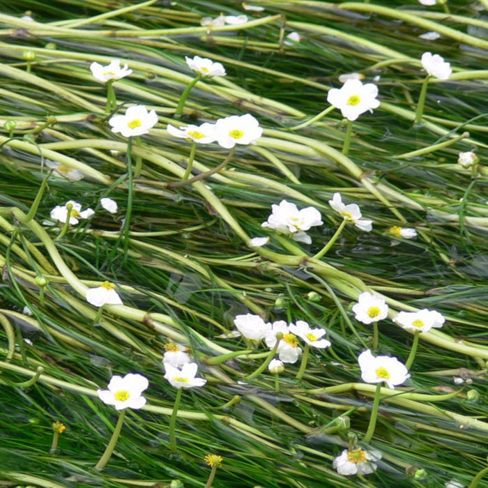 Buy Ranunculus aquatilis (Water Crowfoot) online UK