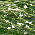 Buy Ranunculus aquatilis (Water Crowfoot) online UK