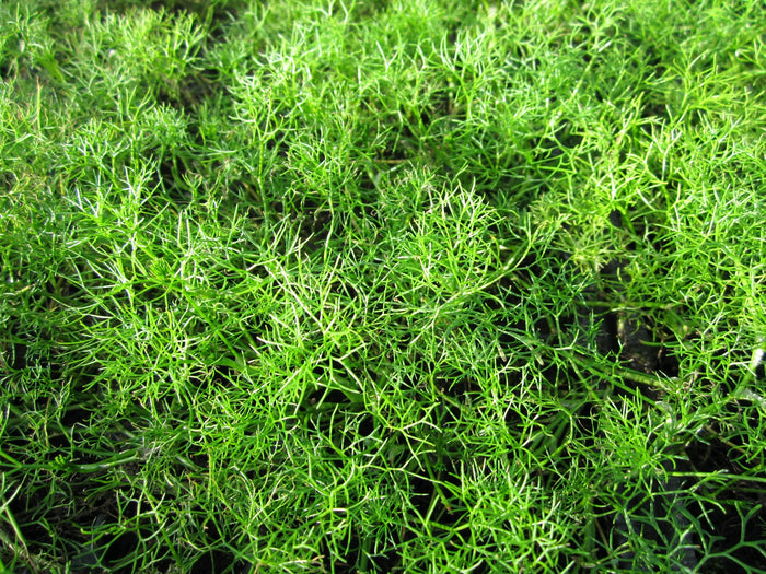 Buy Ranunculus aquatilis (Water Crowfoot) online UK
